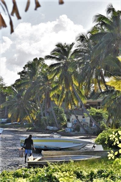 Case-Noyale-palms-boats