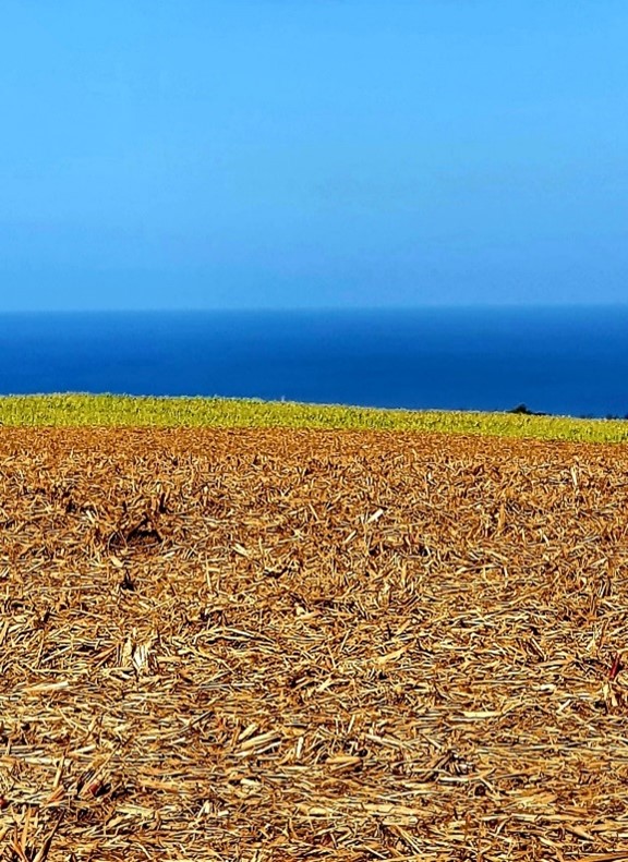 Sea-and-cane